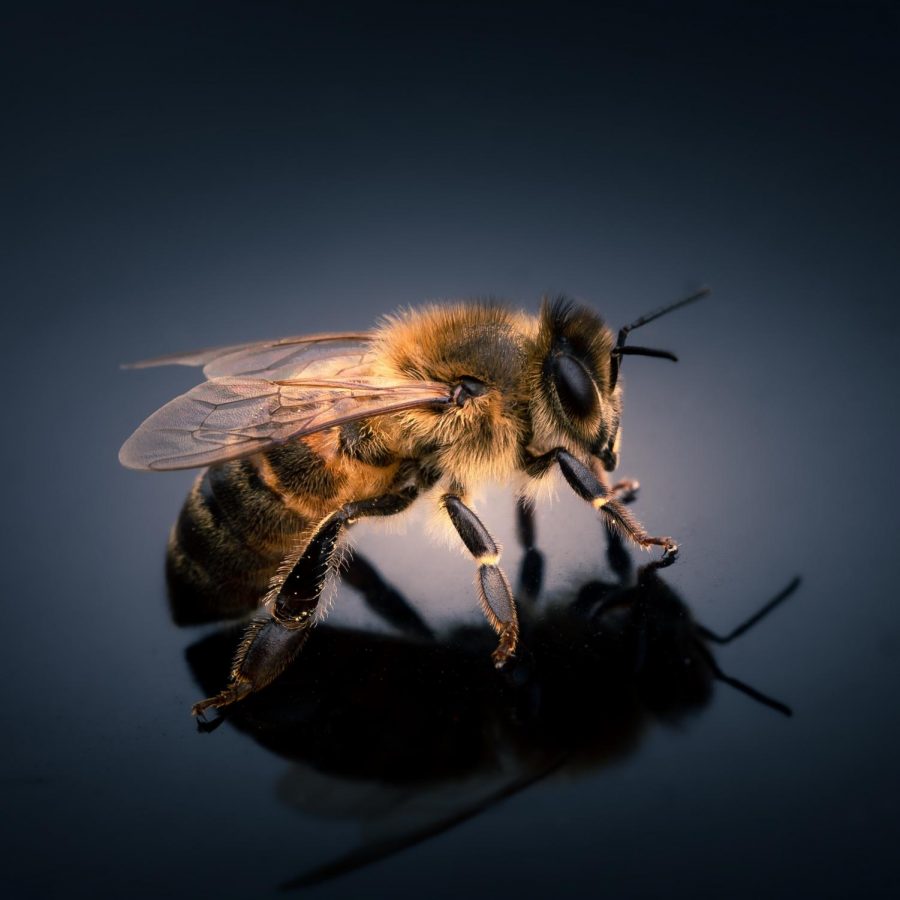 Why+Honeybees+are+a+Menace+to+Society